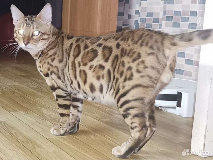 Бенгальский кот на вязку