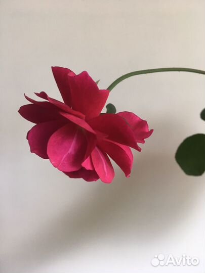 Бенгальская вишневая роза