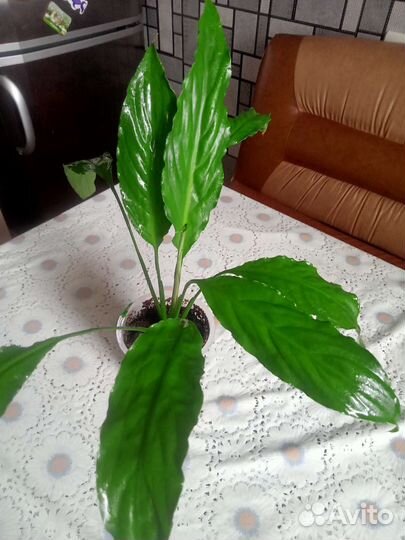 Спатифилум и денежное дерево