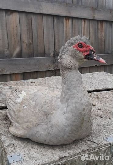 Селезень индоутки