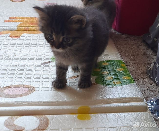 Котята (девочки)