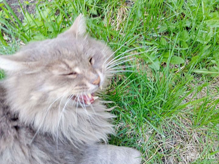 Кошка в дар бесплатно