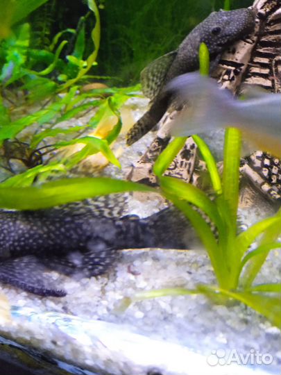 Аквариумные рыбки