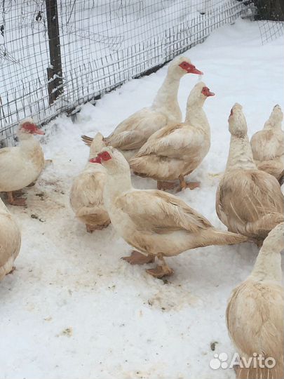 Мускусные утки