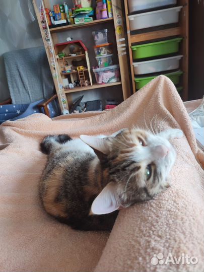 Кошка в добрые руки бесплатно