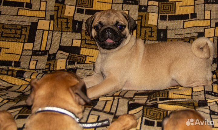 Продаются щенки породы мопс pet класса