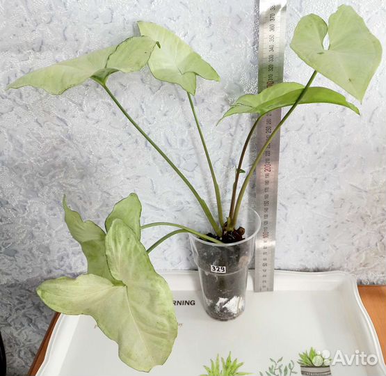 Сингониум, Сциндапсус, Эпипремнум, эпифиллум, рипс