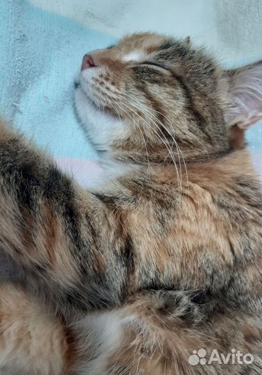 Кошка в дар