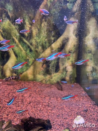 Неон голубой