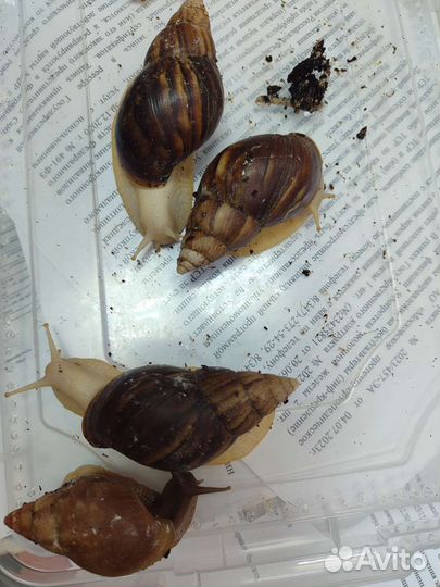 Улитки ахатины