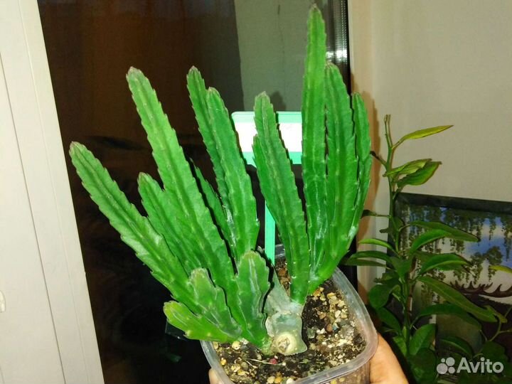 Кактусы и суккуленты