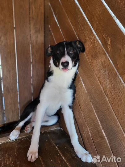 Красивые семейные щенки в дар