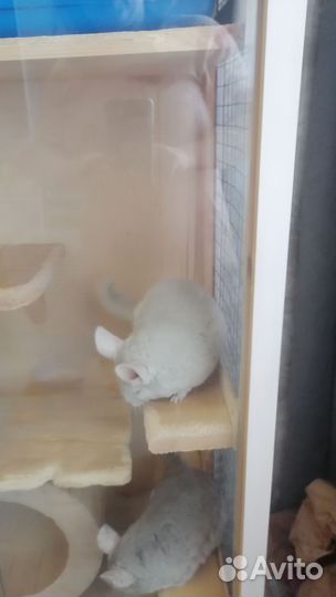 Шиншилла