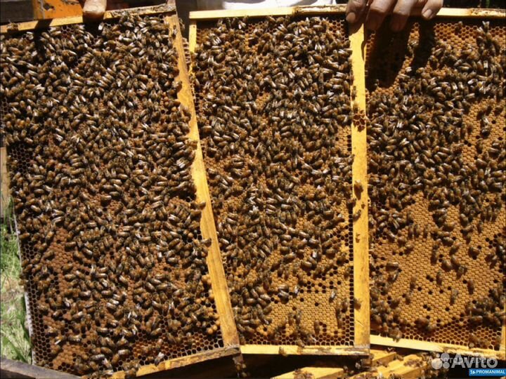 Пчелосемьи