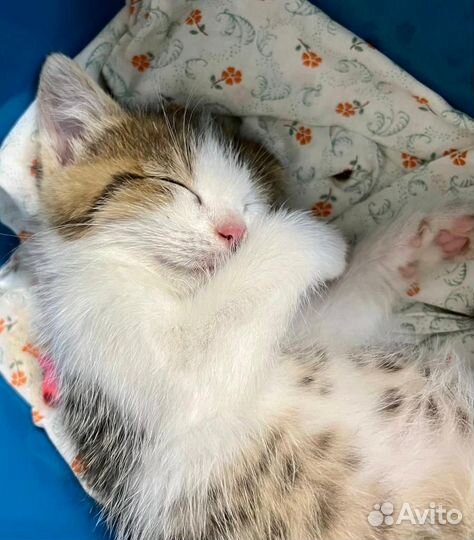 Пушистые котята в добрые руки