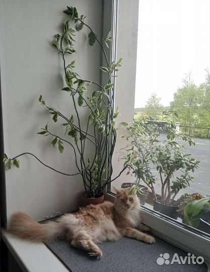 Педилантус