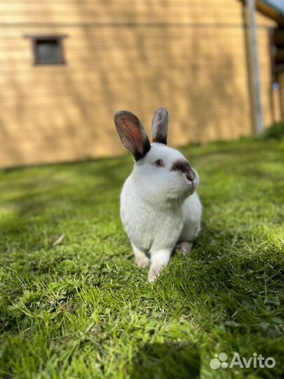 Кролики калифорнийцы