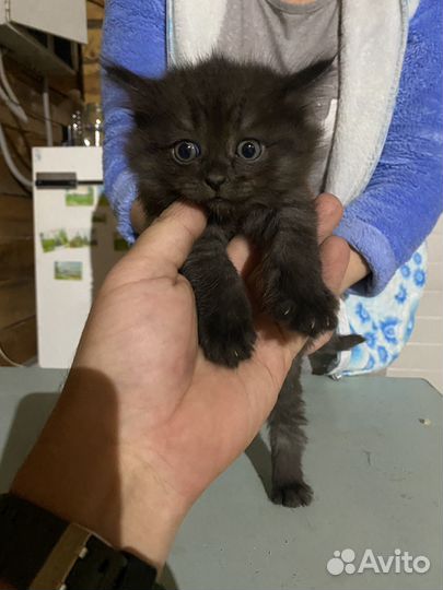 Котята в добрые руки приучены к лотку