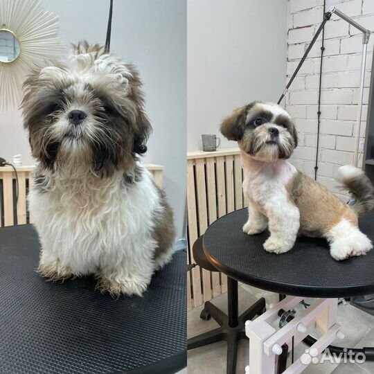 Грумер стрижка собак