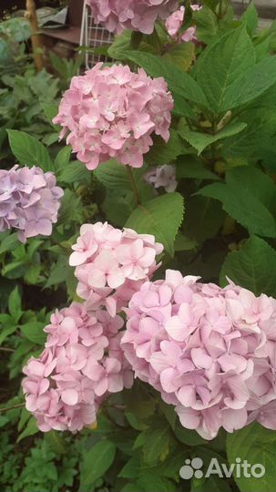 Садовые цветы