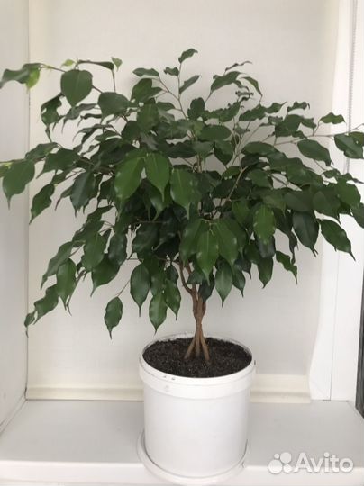 Фикус бенджамина большой
