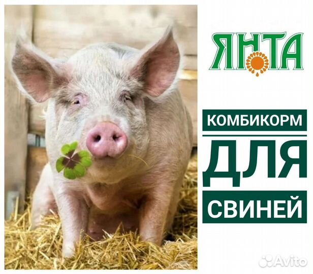 Комбикорм для свиней