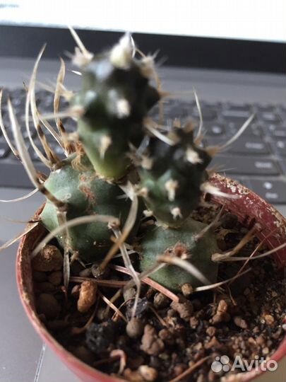 Кактус Tephrocactus articulatus