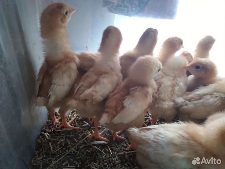Цыплята Павловские, Ломан браун, куры