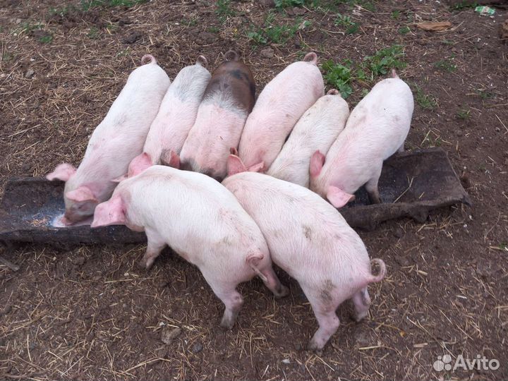 Продаются поросята возраст 1 месяц цена договорная
