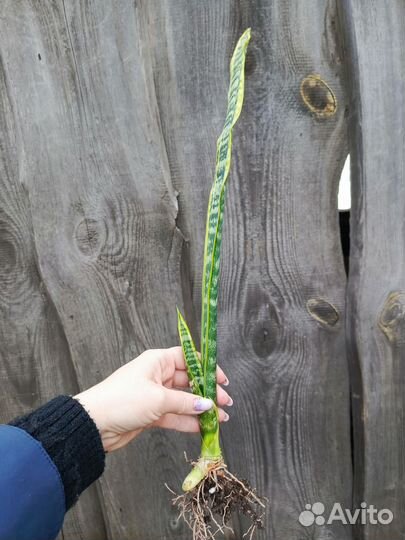 Сансевиерия сортовая Лауренти