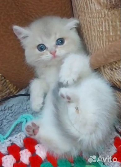 Котята золотая шиншилла 1,5 месяца