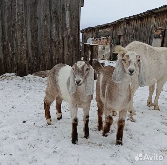 Продам дойных коз