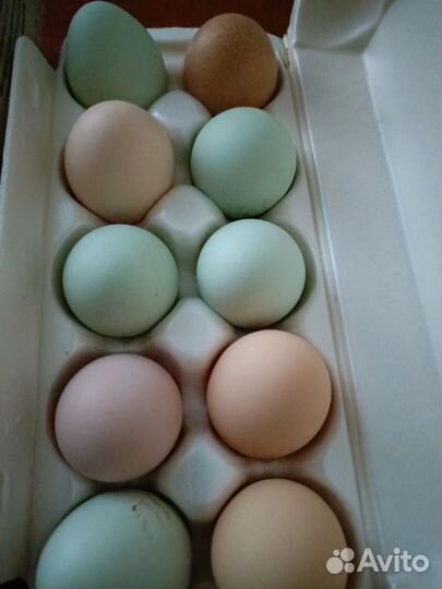 Домашние куриные яйца