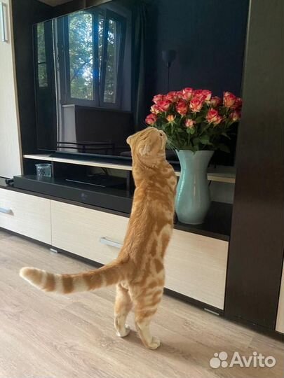 Шотландский кот вязка