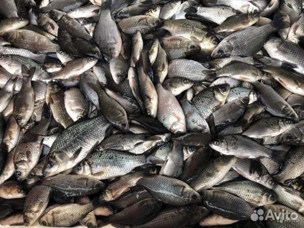 Охота и рыбалка