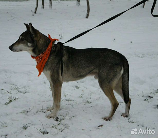 Пожилой Гек всю жизнь ждёт хозяина