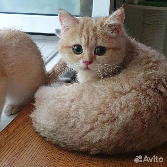 Британская золотая шоколадная шиншилла