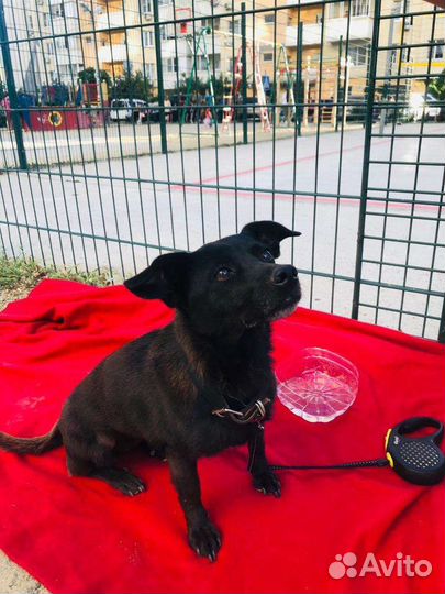 Собака аленькая молодая стерилизованная