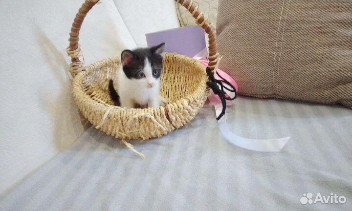 Беляш котёнок девочка