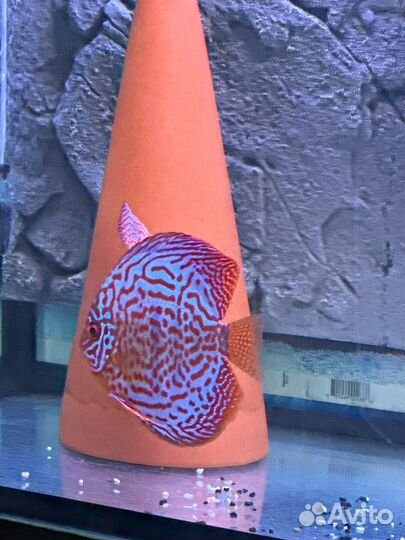 Дискус пара