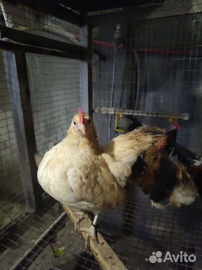 Яйцо/цыплята шелковые, серама, сибрайт, бентамка