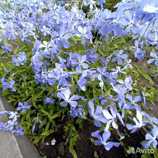 Папоротник