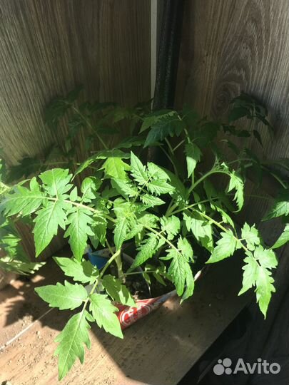 Рассада цветов