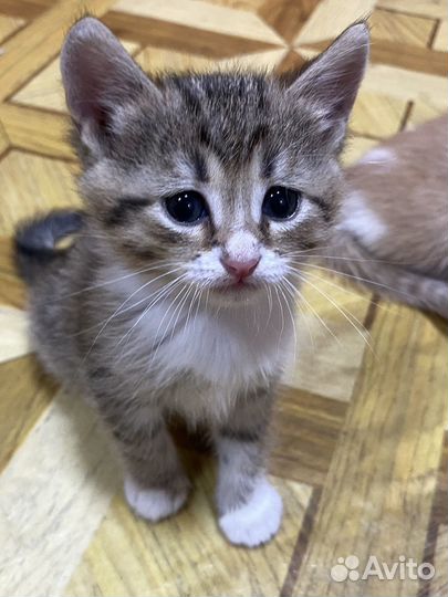 Котятки в добрые руки