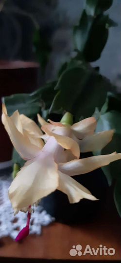 Декабрист шлюмбергера желтый