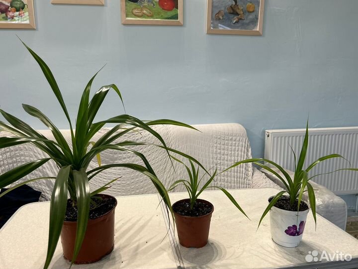 Панданус, ананас комнатеый