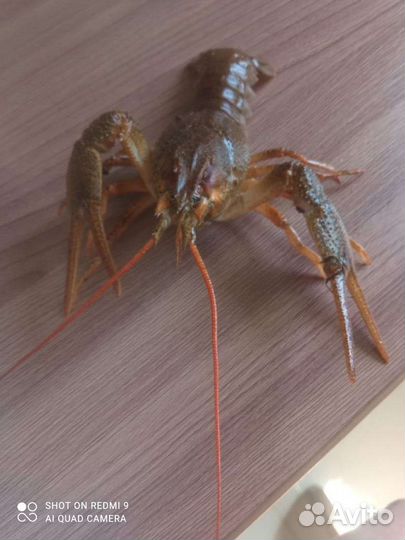 Продам живых раков