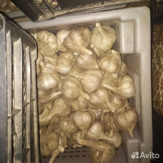 Семена чеснока сорт Богатырь