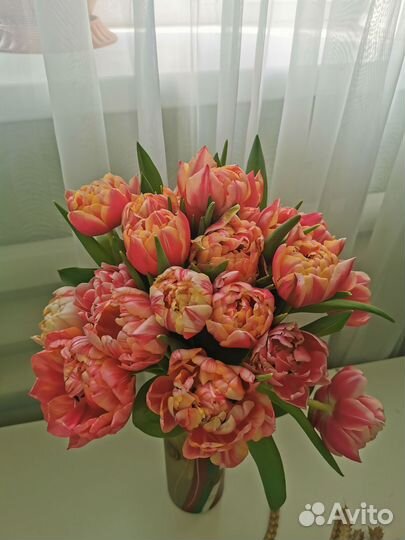 Тюльпаны оптом к 8 марта сорт коламбус