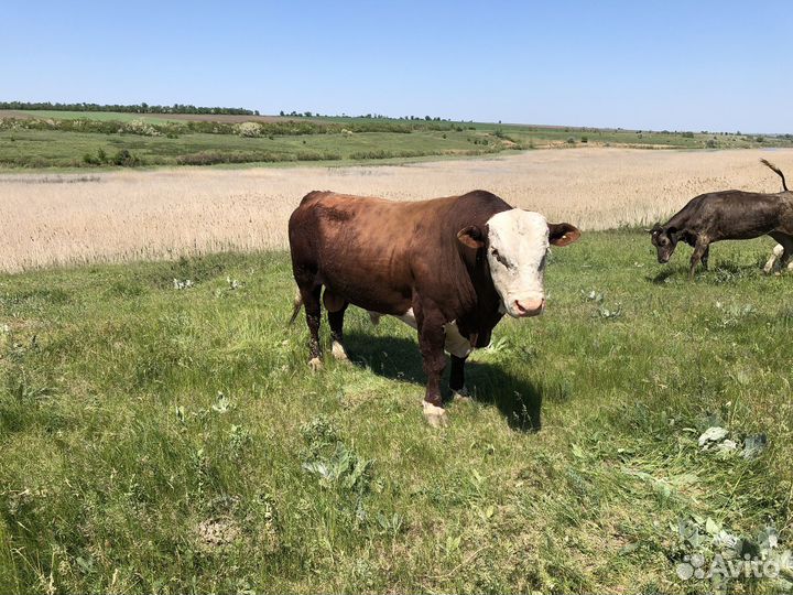 Бык племеной герефорд